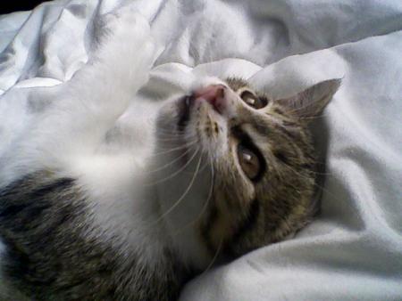 un vrai petit ange ce chaton...